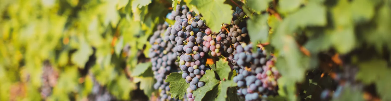 grape vines grape vines contact us page
